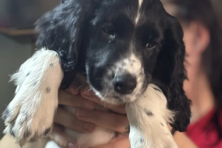 Sprocker Spaniel