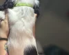 Sprocker Spaniel