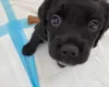Sprocker Spaniel