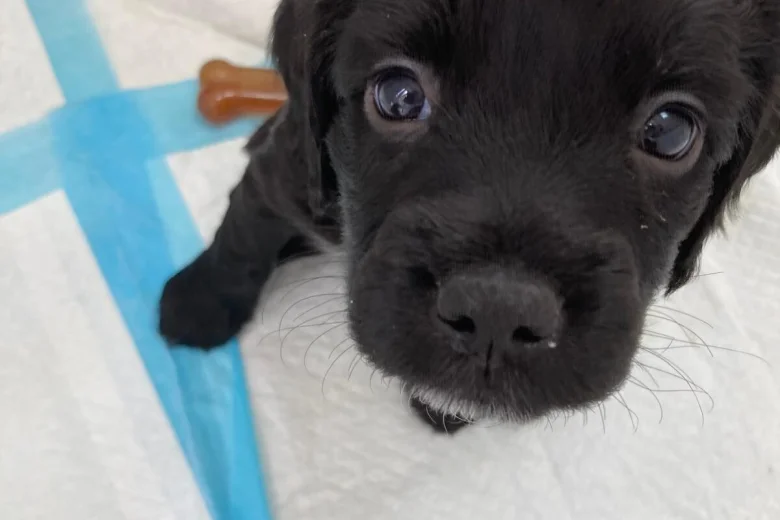 Sprocker Spaniel