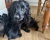 Sprocker Spaniel