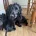 Sprocker Spaniel