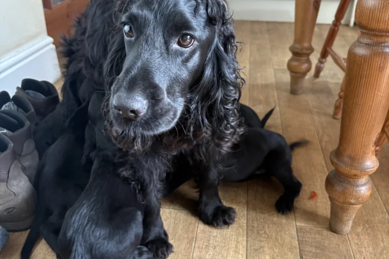 Sprocker Spaniel