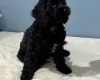 Sprocker Spaniel