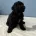 Sprocker Spaniel