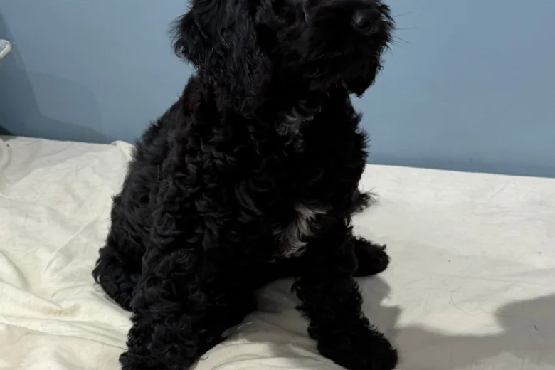 Sprocker Spaniel