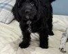 Sprocker Spaniel