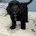 Sprocker Spaniel