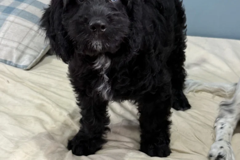 Sprocker Spaniel