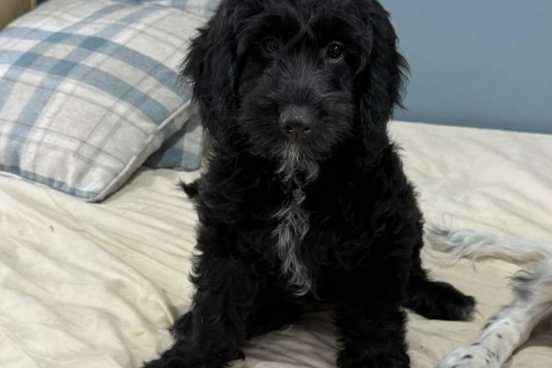 Sprocker Spaniel