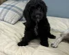 Sprocker Spaniel