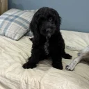 Sprocker Spaniel