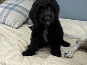 Sprocker Spaniel