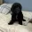 Sprocker Spaniel
