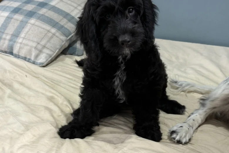 Sprocker Spaniel