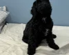 Sprocker Spaniel