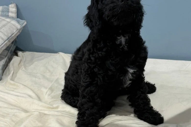 Sprocker Spaniel