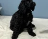 Sprocker Spaniel