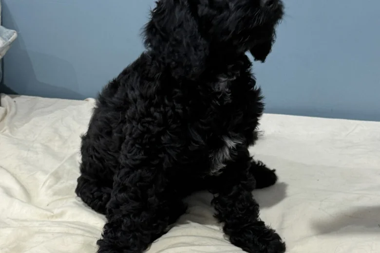 Sprocker Spaniel