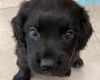 Sprocker Spaniel