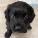 Sprocker Spaniel