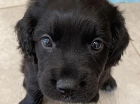 Sprocker Spaniel
