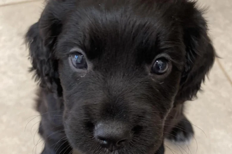 Sprocker Spaniel