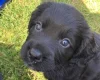 Sprocker Spaniel