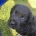 Sprocker Spaniel