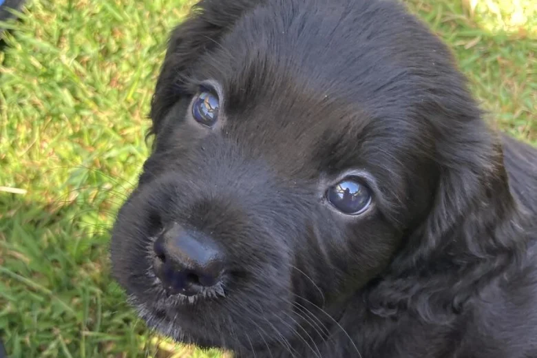 Sprocker Spaniel