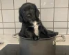 Sprocker Spaniel