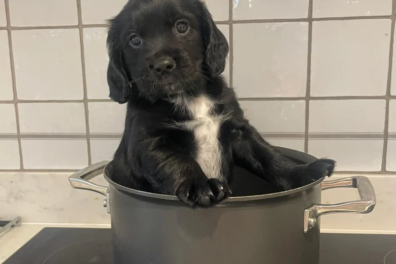 Sprocker Spaniel
