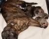 Staffordshire Bull Terrier