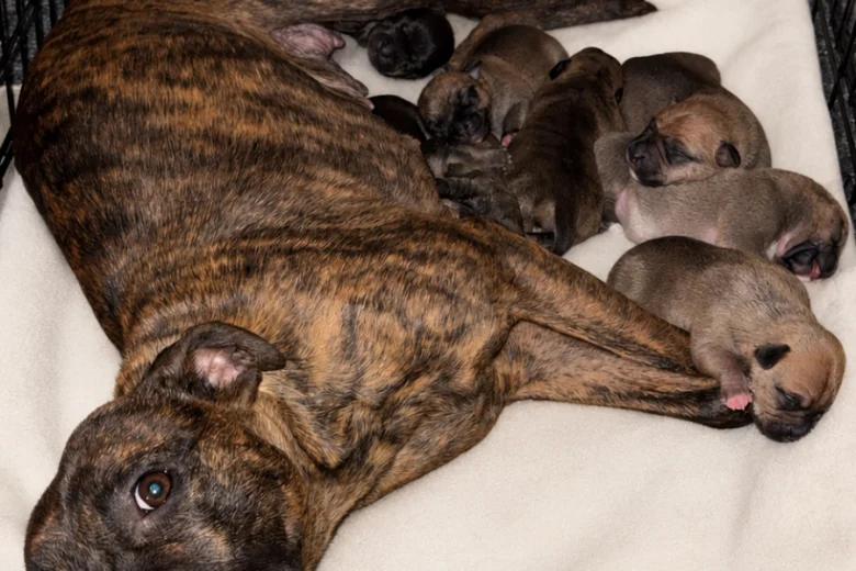 Staffordshire Bull Terrier