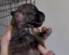 Staffordshire Bull Terrier