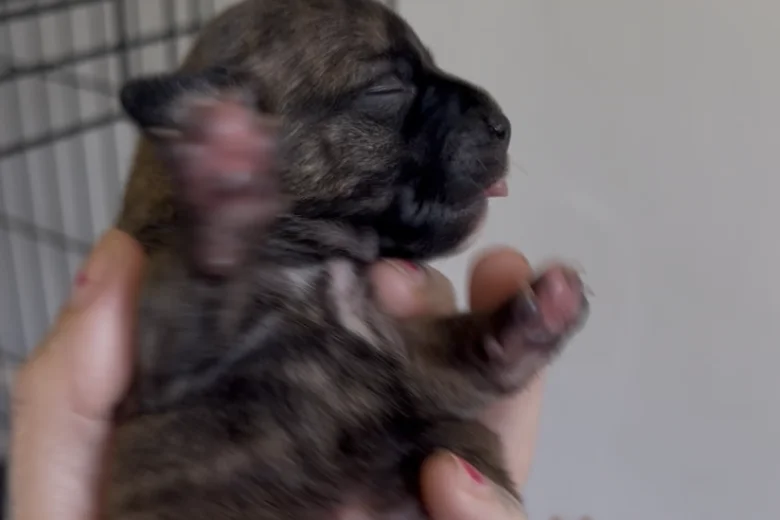 Staffordshire Bull Terrier