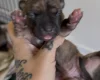 Staffordshire Bull Terrier