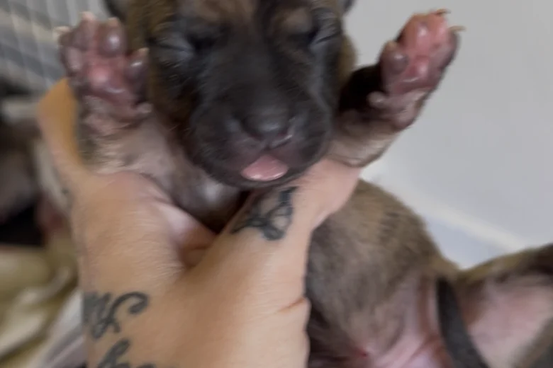 Staffordshire Bull Terrier