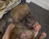 Staffordshire Bull Terrier