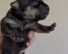 Staffordshire Bull Terrier