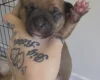 Staffordshire Bull Terrier
