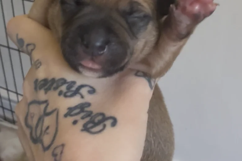 Staffordshire Bull Terrier