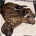Staffordshire Bull Terrier