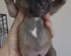 Staffordshire Bull Terrier