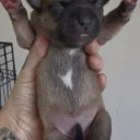 Staffordshire Bull Terrier