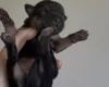 Staffordshire Bull Terrier