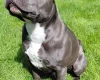 Staffordshire Bull Terrier