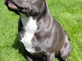 Staffordshire Bull Terrier