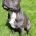 Staffordshire Bull Terrier