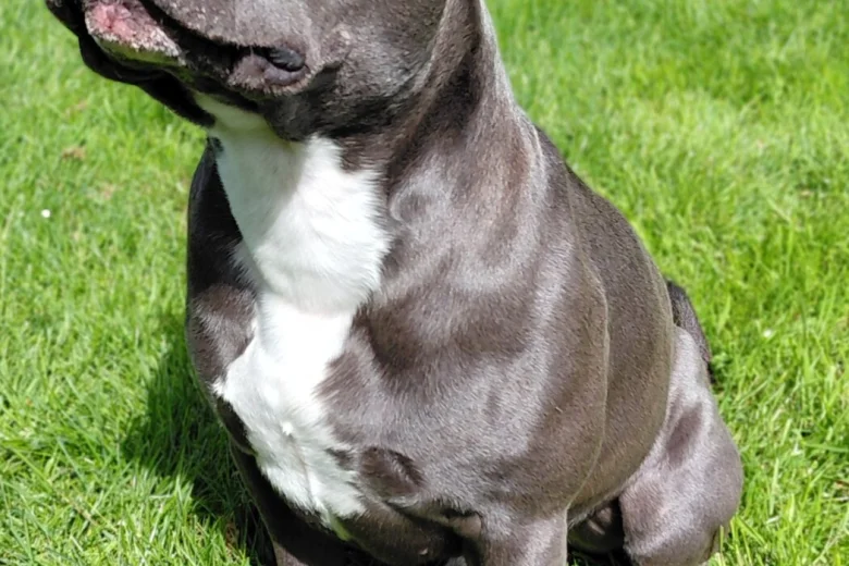 Staffordshire Bull Terrier